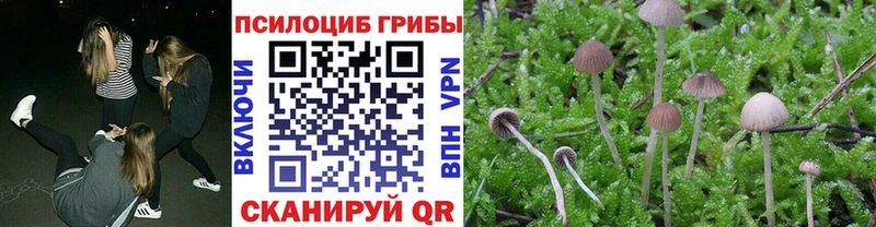 купить наркотики сайты Верхний Тагил KRAKEN как зайти Псилоцибиновые грибы Psilocybine cubensis